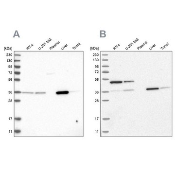 Anti-CRYZ antibody produced in rabbit Prestige Antibodies&#174; Powered by Atlas Antibodies, affinity isolated antibody, buffered aqueous glycerol solution, Ab3