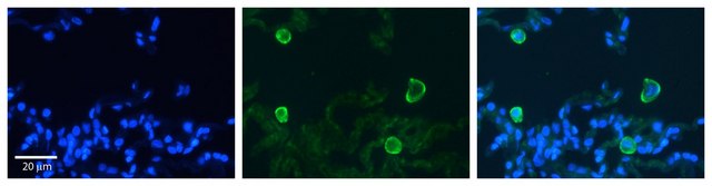 Anti-CA4 (AB1) antibody produced in rabbit affinity isolated antibody