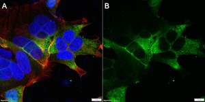 Anti-HLA-DPB1 Antibody, clone 1E16 ZooMAb® Rabbit Monoclonal recombinant, expressed in HEK 293 cells