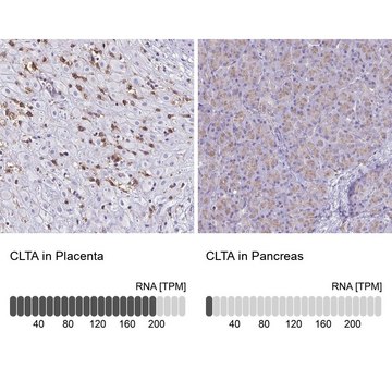 Anti-CLTA antibody produced in rabbit Prestige Antibodies&#174; Powered by Atlas Antibodies, affinity isolated antibody, buffered aqueous glycerol solution