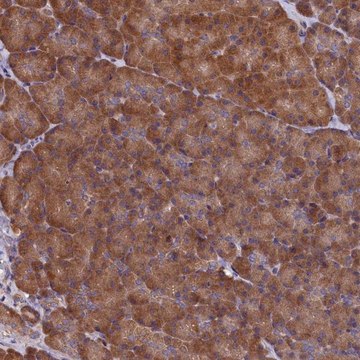 Anti-SLC12A4 antibody produced in rabbit Prestige Antibodies&#174; Powered by Atlas Antibodies, affinity isolated antibody, buffered aqueous glycerol solution