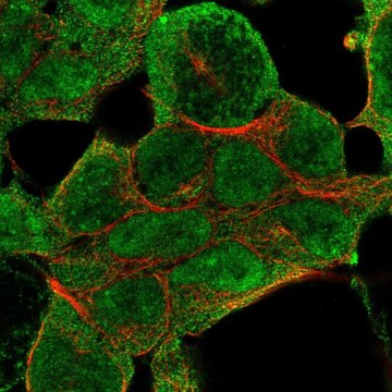 Anti-NSD1 antibody produced in rabbit Prestige Antibodies&#174; Powered by Atlas Antibodies, affinity isolated antibody