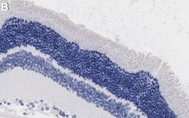 Anti-S-Opsin Antibody, clone 1C11 ZooMAb® Rabbit Monoclonal recombinant, expressed in HEK 293 cells