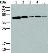 Anti-CD274 affinity isolated antibody