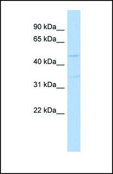 Anti-TGFB3 antibody produced in rabbit affinity isolated antibody