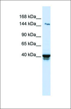 Anti-IGSF9 antibody produced in rabbit affinity isolated antibody