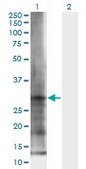 Monoclonal Anti-ELA3B antibody produced in mouse clone 3H3, purified immunoglobulin, buffered aqueous solution