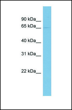 Anti-PHF17, (N-terminal) antibody produced in rabbit affinity isolated antibody