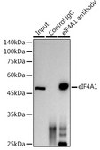 Anti-eIF4A1 Antibody, clone 7D5K2, Rabbit Monoclonal