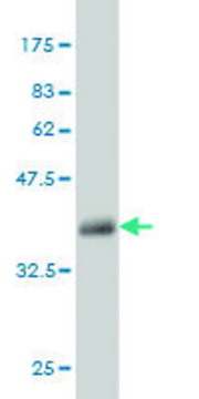 Monoclonal Anti-MUC5AC antibody produced in mouse clone 2H7, purified immunoglobulin, buffered aqueous solution