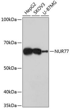 Anti-NUR77 antibody produced in rabbit