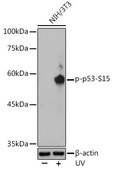 Anti-Phospho-p53-S15 antibody produced in rabbit