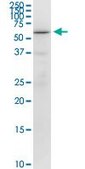 Monoclonal Anti-RUNX2 antibody produced in mouse clone 1D8, purified immunoglobulin, buffered aqueous solution