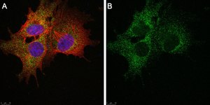 Anti-SLC19A1 Antibody, clone 2E11 ZooMAb® Rabbit Monoclonal recombinant, expressed in HEK 293 cells