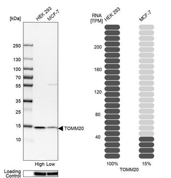 Anti-TOMM20 antibody produced in rabbit Prestige Antibodies&#174; Powered by Atlas Antibodies, affinity isolated antibody, buffered aqueous glycerol solution