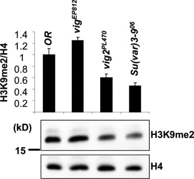 Anti-Histone H4 Antibody Upstate&#174;, from rabbit