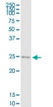 Anti-IGF2 antibody produced in rabbit purified immunoglobulin, buffered aqueous solution