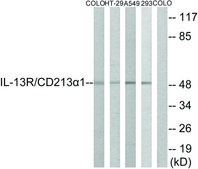 Anti-IL-13R antibody produced in rabbit affinity isolated antibody