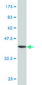 Monoclonal Anti-CYB5A antibody produced in mouse clone 1A8, purified immunoglobulin, buffered aqueous solution