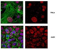 Anti-acetyl Histone H3 Antibody (Lys122) from rabbit, purified by affinity chromatography