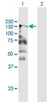 Anti-CNTNAP2 antibody produced in mouse purified immunoglobulin, buffered aqueous solution