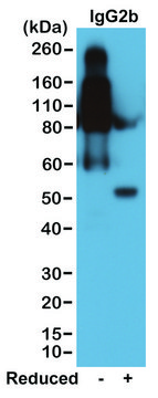 Anti-Mouse IgG2b antibody, Rabbit monoclonal recombinant, expressed in HEK 293 cells, clone RM108, purified immunoglobulin