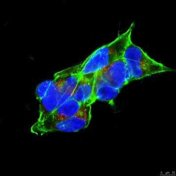 Anti-APP Antibody, clone 7H6 clone 7H6, from rat