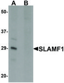 Anti-SLAMF1 antibody produced in rabbit affinity isolated antibody