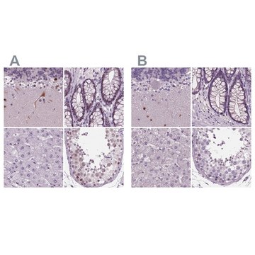 Anti-BHLHE22 antibody produced in rabbit Prestige Antibodies&#174; Powered by Atlas Antibodies, affinity isolated antibody, buffered aqueous glycerol solution