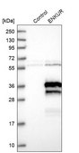 Anti-ENKUR antibody produced in rabbit Prestige Antibodies® Powered by Atlas Antibodies, affinity isolated antibody, buffered aqueous glycerol solution