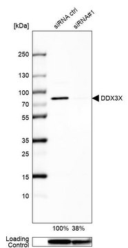 抗-DDX3X 兔抗 Prestige Antibodies&#174; Powered by Atlas Antibodies, affinity isolated antibody, buffered aqueous glycerol solution