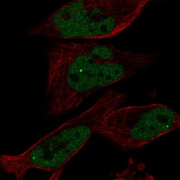 Anti-EYA1 antibody produced in rabbit Prestige Antibodies&#174; Powered by Atlas Antibodies, affinity isolated antibody