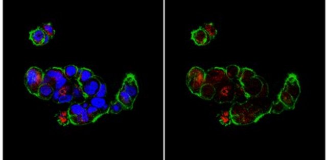 Anti-Bax (NT) Antibody from rabbit