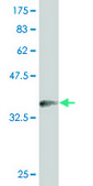 ANTI-PHF1 antibody produced in mouse clone 4F5, purified immunoglobulin, buffered aqueous solution