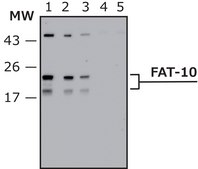 Anti-FAT10 (human specific) antibody, Mouse monoclonal clone FAT10-10, purified from hybridoma cell culture