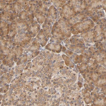 Anti-EPS8 antibody produced in rabbit Prestige Antibodies&#174; Powered by Atlas Antibodies, affinity isolated antibody, buffered aqueous glycerol solution