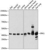 Anti-ERK1 antibody produced in rabbit