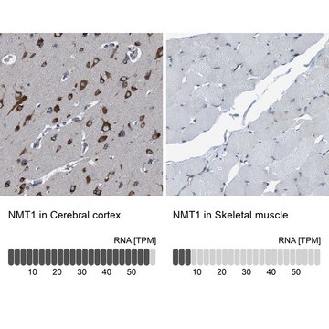 Anti-NMT1 antibody produced in rabbit Prestige Antibodies&#174; Powered by Atlas Antibodies, affinity isolated antibody, buffered aqueous glycerol solution, Ab2