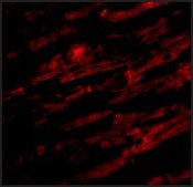 Anti-Unc93b antibody produced in rabbit affinity isolated antibody, buffered aqueous solution