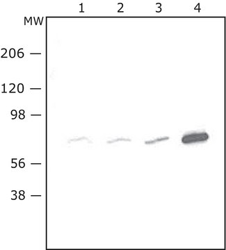 过氧化物酶体分离试剂盒 isolate peroxisomes from tissues and cells