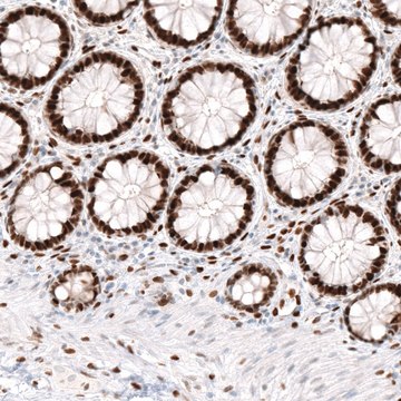 Monoclonal Anti-KLF4 antibody produced in mouse Prestige Antibodies&#174; Powered by Atlas Antibodies, clone CL5782, purified immunoglobulin, buffered aqueous glycerol solution