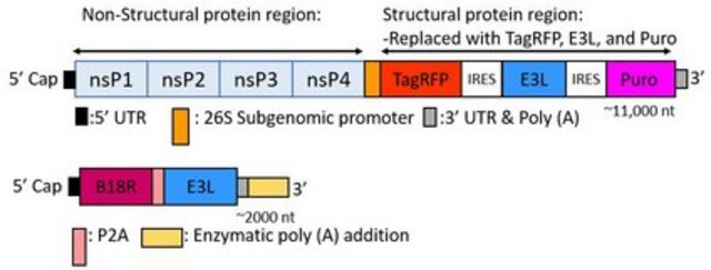 TagRFP Simplicon&#174; RNA (E3L) Kit To determine optimal transfection conditions to express the self-replicating RNA of your interest through using Simplicon Cloning Vector (E3L) (Part #:SCR724) in hard-to- transfect somatic or primary cells