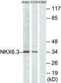 Anti-NKX6.3 antibody produced in rabbit affinity isolated antibody