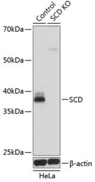 Anti-SCD antibody produced in rabbit