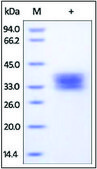 TNFR1/CD120a/TNFRSF1A human recombinant, expressed in HEK 293 cells, ≥92% (SDS-PAGE)