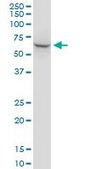 Monoclonal Anti-STIP1 antibody produced in mouse clone 2E11, purified immunoglobulin, buffered aqueous solution