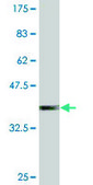 Monoclonal Anti-SUGT1 antibody produced in mouse clone 1A10, purified immunoglobulin, buffered aqueous solution