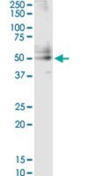 Monoclonal Anti-CSF2, (C-terminal) antibody produced in mouse clone 1D6, purified immunoglobulin, buffered aqueous solution