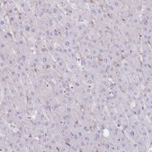 Anti-PLPP1 antibody produced in rabbit Prestige Antibodies® Powered by Atlas Antibodies, affinity isolated antibody, buffered aqueous glycerol solution