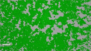 HEK293 GABAA Receptor α1β2γ2 (long form) Cell Line